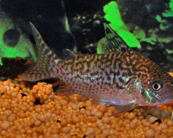 Corydoras Cf. Sodalis Xl