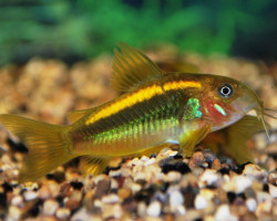Corydoras Sp. Orange Laser L