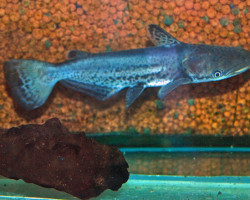 Ageneiosus Marmoratus L