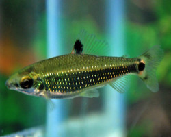 Distichodus Teugelsi M