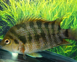 Amatitlania Kanna S/M