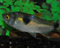 Exodon Paradoxus M