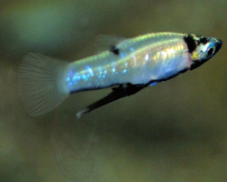 Girardinus Metallicus M