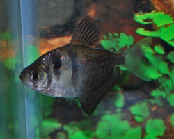 Gymnocorymbus Ternetzi M/L