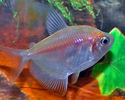 Gymnocorymbus Ternetzi White S/M