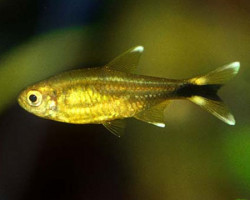 Hasemania Nana Golden Ghost M