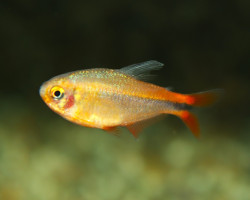 Hyphessobrycon Myrmex S