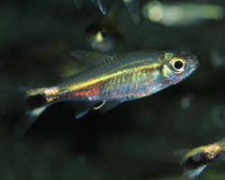 Hemigrammus Hyanuary Xl