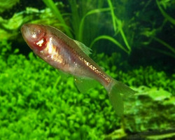 Astyanax Mexicanus M