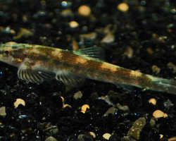 Homaloptera Smithi M