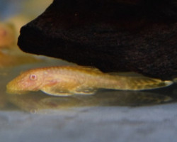 Ancistrus Dolichopterus Gold S