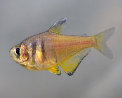Hyphessobrycon Flammeus Yellow M