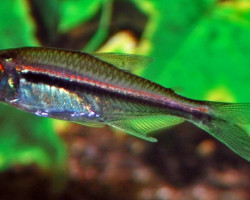 Hyphessobrycon Heterorhabdus M