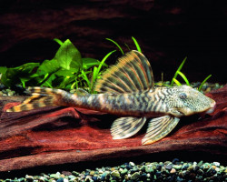 L208 Ancistomus Sp.  L