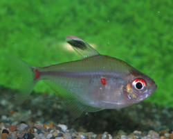 Hyphessobrycon Socolofi M