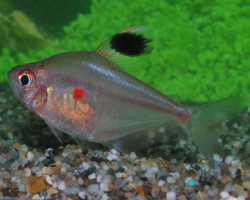 Hyphessobrycon Erythrostigma L