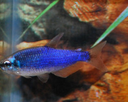 Inpaichthys Kerri Super Blue L