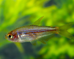 Inpaichthys Parauapiranga M