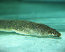 Lamnostoma Kampeni M