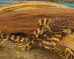 Panaqolus Tankei L398 L