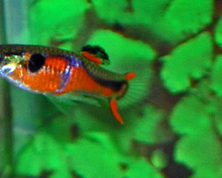 Guppy  Wingei Red Chest (Maschi E Femmine) M