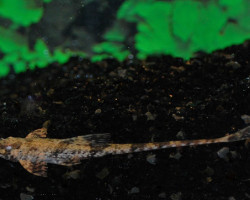 Dasyloricaria Filamentosa S/M