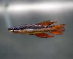 Aphyosemion Bivittatum M