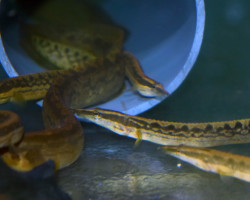 Mastacembelus Favus M