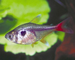 Hyphessobrycon Roseus M