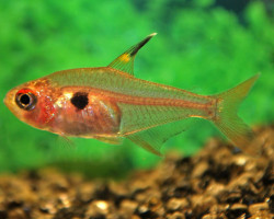 Hyphessobrycon Sweglesi S