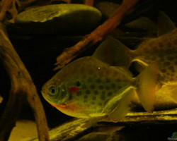 Metynnis Lippincottianus M