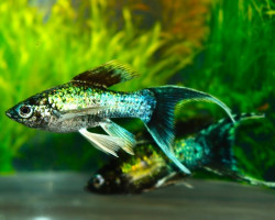 Poecilia Sphenops Electric Blue Longfin M