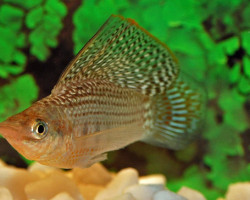 Mollie/Poecilia Velifera Xl