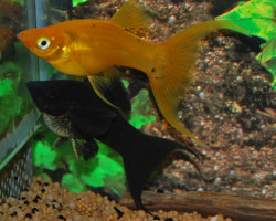 Poecilia Velifera Mix Longfin M/L