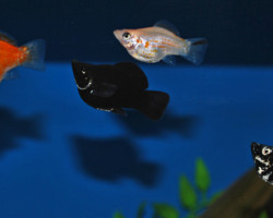 Poecilia Sphenops Balloon Mix S/M