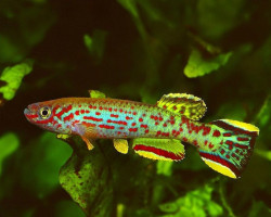 Fundulopanchax Scheeli Xl