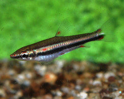 Nannostomus Trifasciatus M
