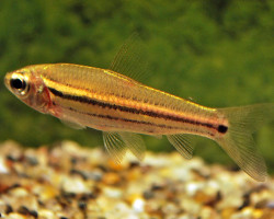 Neolebias Trilineatus M
