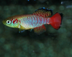 Nothobranchius Guentheri M