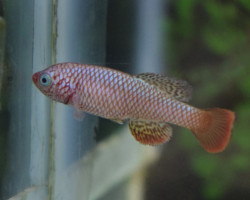 Noth. Boklundi Luangwa Valley L