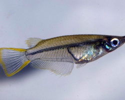 Oryzias Javanicus L