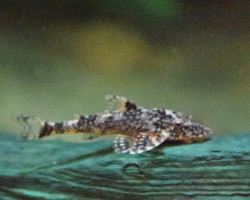 Parotocinclus Eppleyi M
