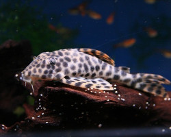 Peckoltia Oligospila L006 M