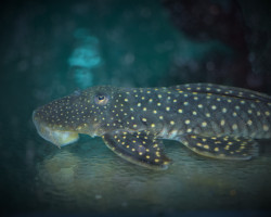 L476 Hemiancistrus Sp. M