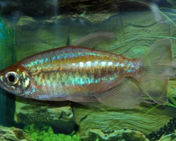 Phenacogrammus Interruptus Show