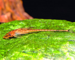 Phractura Ansorgii M