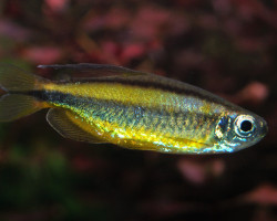 Phenacogrammus Aurantiacus L
