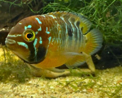 Ivanacara Bimaculata  M