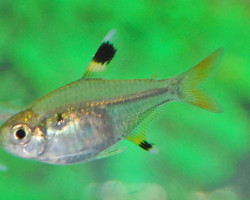 Pristella Maxillaris L