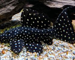 L097 Pseudacanthicus Sp. S